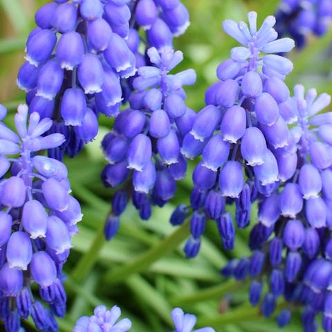 Bluebell Flower - Flora Queen