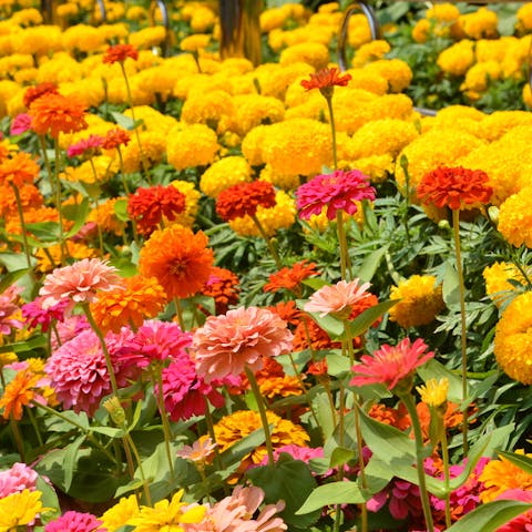 Zinnia Flower - Flora Queen