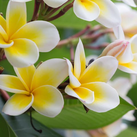The Plumeria Flower - Flora Queen