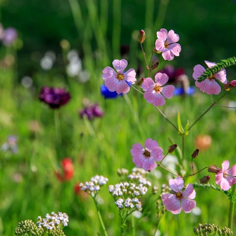 Wildflowers Around the World - Flora Queen