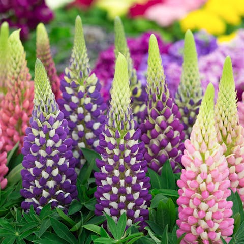 Lupines: The Perfect Choice for Your Garden - Flora Queen