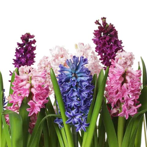 Hyacinth Flower - Flora Queen