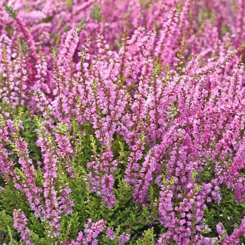 The Beautiful Heather Flower - Flora Queen
