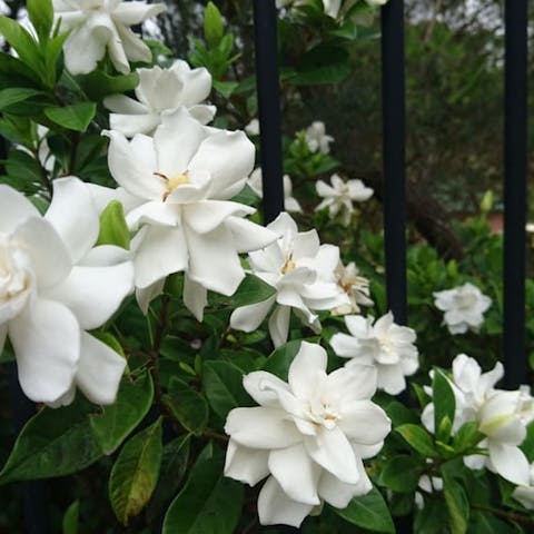 Gardenia Flower - Flora Queen