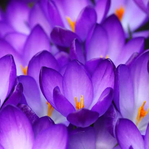 The Crocus Flower - Flora Queen