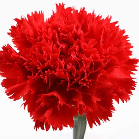 Carnation Flowers: Their History, Meaning, and Care - Flora Queen