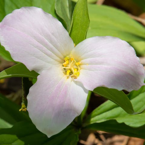 Tried and True Trillium Flower - Flora Queen