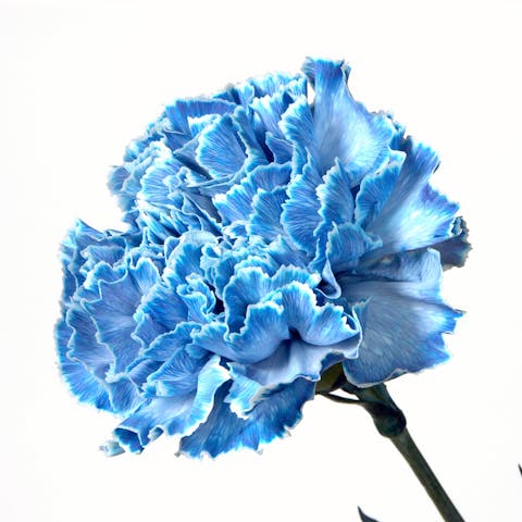 Blue Carnations Meaning: Interesting Facts about the Flower - Flora Queen