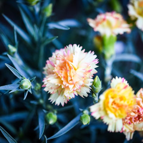 All about Carnations - Flora Queen