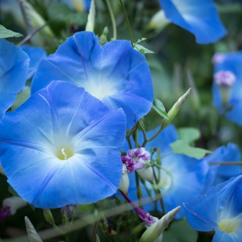 Seven Amazing Morning Glory Flowers - Flora Queen