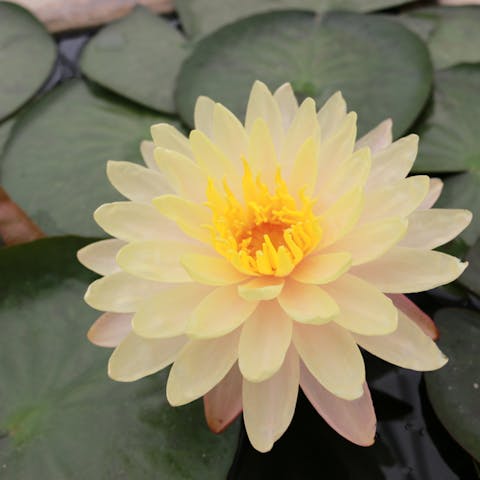 The Enlightened Lotus Flower - Flora Queen