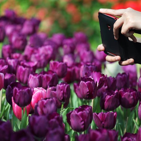 What Do Lavender Flowers Mean? - Flora Queen