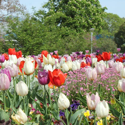 Tulip Color and Meaning - Flora Queen
