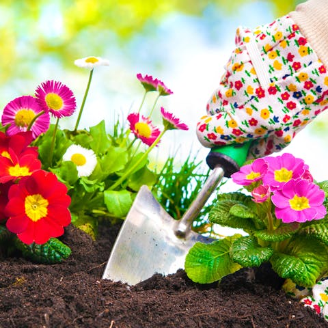 Caring for Your Balloon Flower - Flora Queen