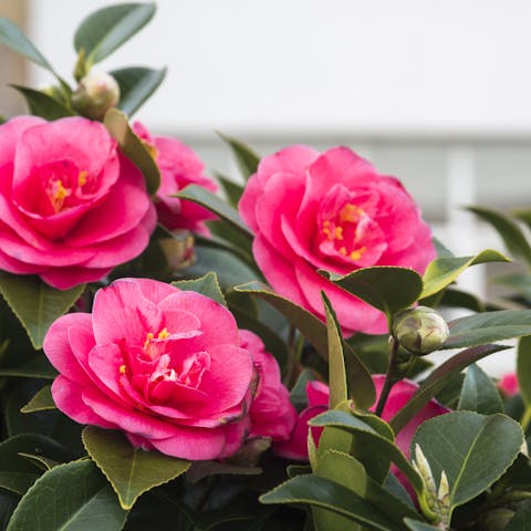 Camellias: Their History, Meaning, and Care - Flora Queen