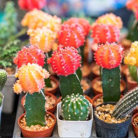 Blooming Patterns of Different Cactus Flowers - Flora Queen