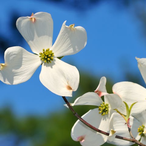 The Dogwood Flower - Flora Queen
