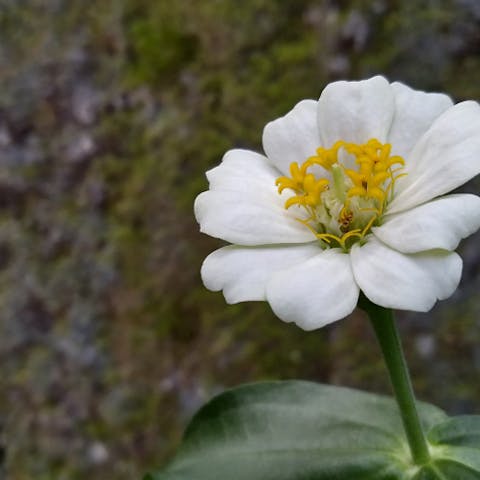 Flowers That Symbolize Friendship - Flora Queen