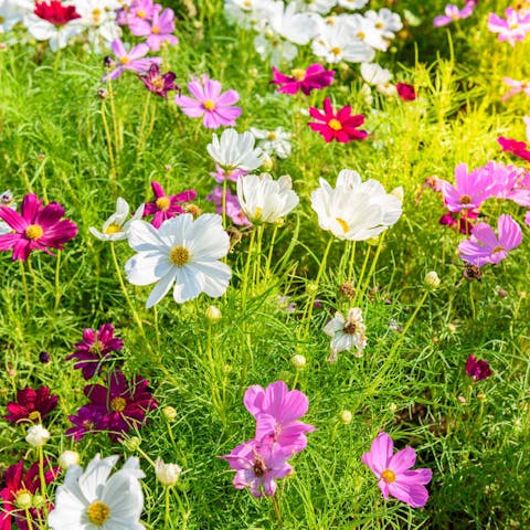 Reasons for Growing Cosmos Flowers - Flora Queen