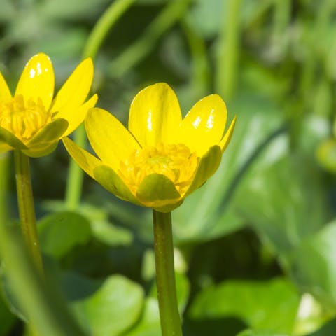 The Playful Buttercup Flower - Flora Queen