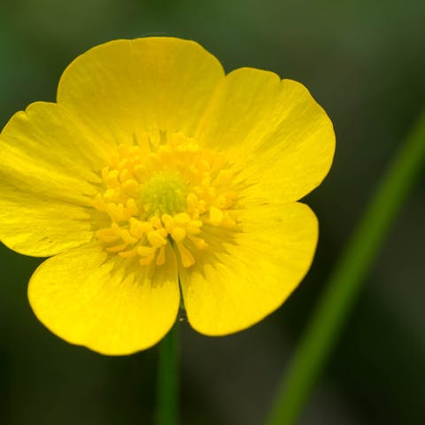 The Dogwood Flower - Flora Queen