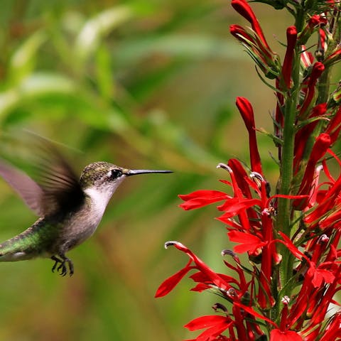 The Cardinal Flower – The Complete Guide - Flora Queen