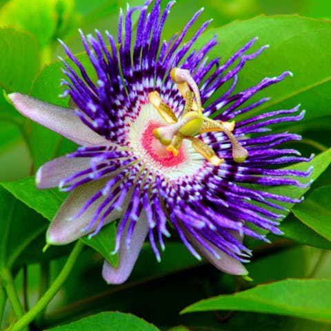 Get to Know the Passion Flower - Flora Queen