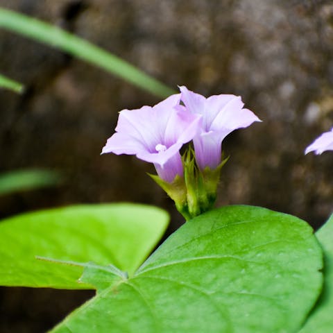 Moonflower Meaning: Origin & Symbolism - Flora Queen