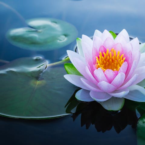 Lotus Flower Care - Flora Queen