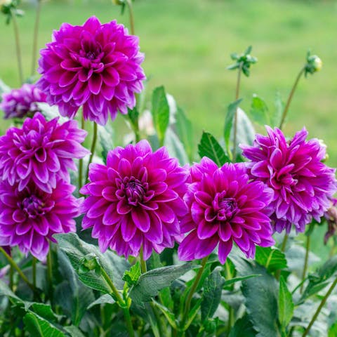 Planting and Caring for The Dahlia Flower - Flora Queen