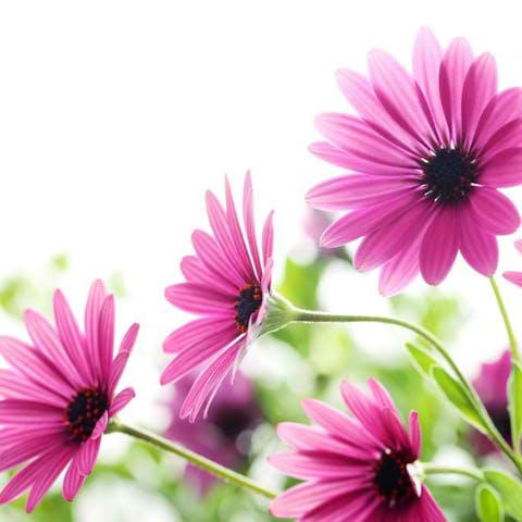 How to Care for a Daisy Flower - Flora Queen