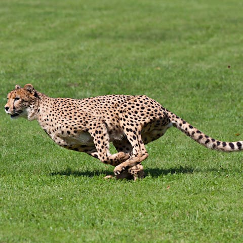 What Is My Spirit Animal by Birthday? - Flora Queen