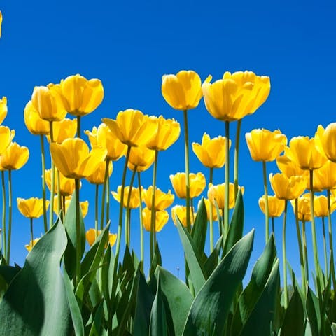 Spring Flowers – 7 Sensational Yellow Spring Flowers To Brighten Your Day - Flora Queen