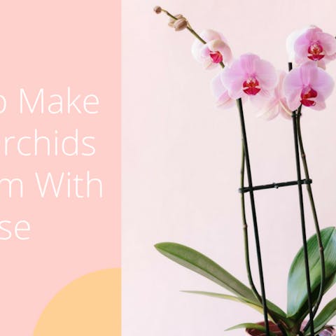 How To Make Your Orchids Rebloom With Ease - Flora Queen