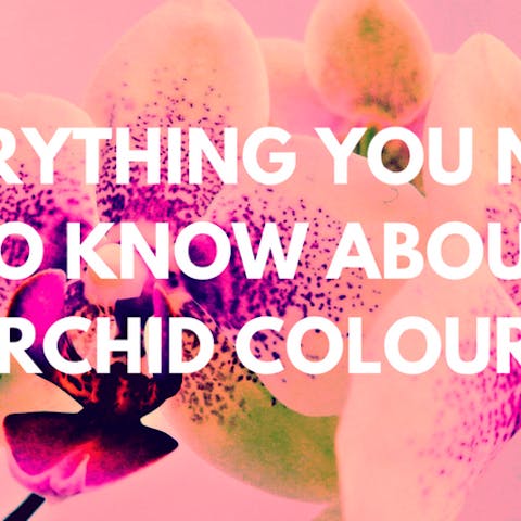 Orchid Colors: Everything You Need to Know About it - Flora Queen