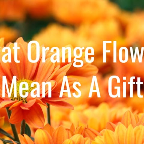 Orange Flowers Meaning & Symbolism - Flora Queen