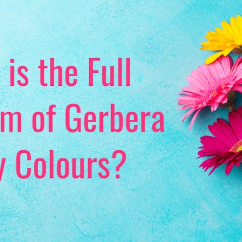 What is the Full Spectrum of Gerbera Daisy Colours? - Flora Queen