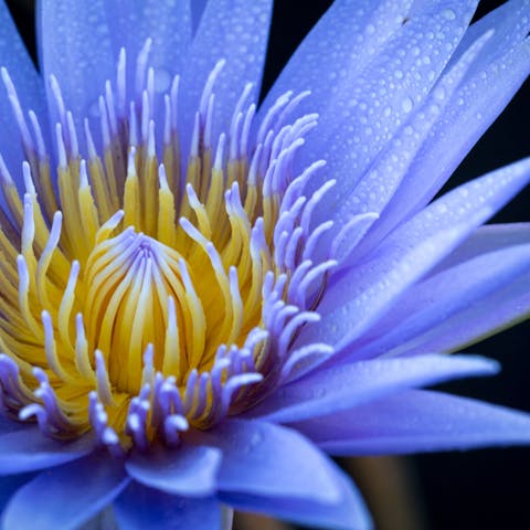 What Blue Flowers Mean: Symbolism and Significance - Flora Queen