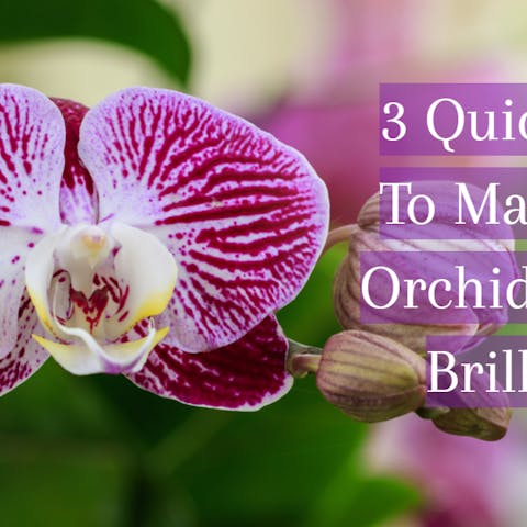 3 Quick Ways To Make Your Orchids Bloom Brilliantly - Flora Queen