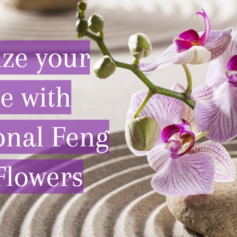 Energize your Home with Sensational Feng Shui Flowers - Flora Queen
