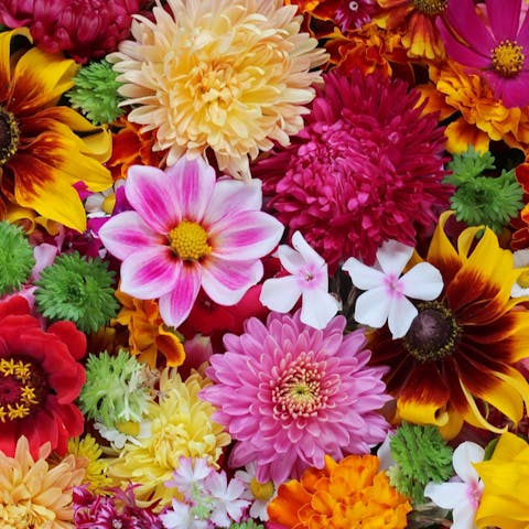 Where do Flowers get their Colours? - Flora Queen