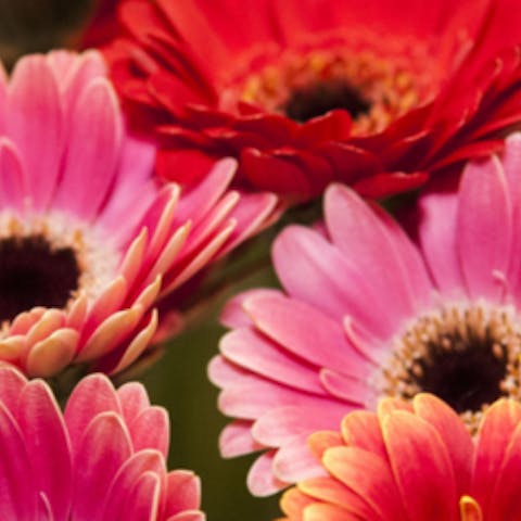 Know your flower: Gerberas - Flora Queen