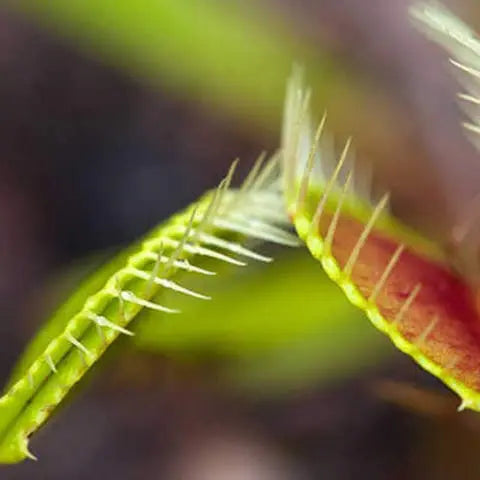 The-5-Scariest-Plants-for-Halloween Flora Queen