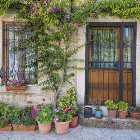 Top-5-plants-to-decorate-your-home Flora Queen