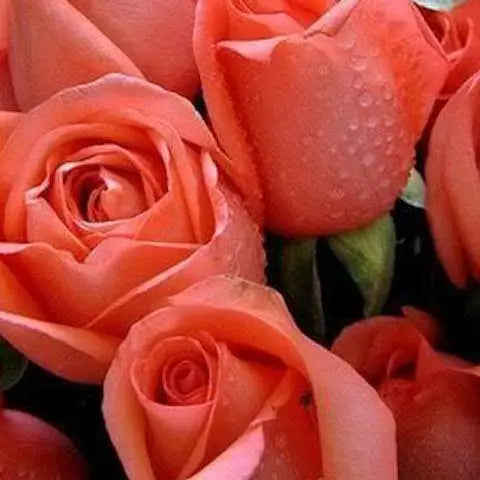 Flowers-of-the-World-Brazil Flora Queen