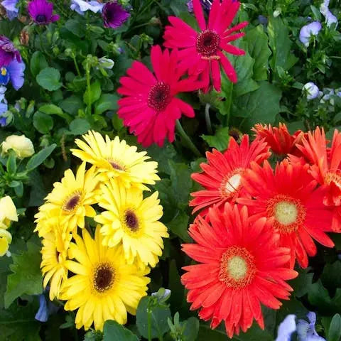 Flowers-of-the-World-Ireland Flora Queen