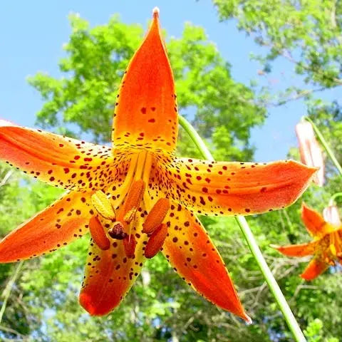 Flowers-of-the-World-Canada Flora Queen