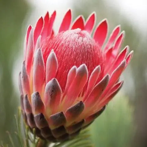 Flowers-of-the-World-South-Africa Flora Queen
