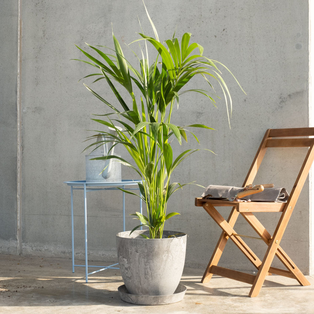 Flower/Plant Pot CM200255L Flora Queen Flora Queen