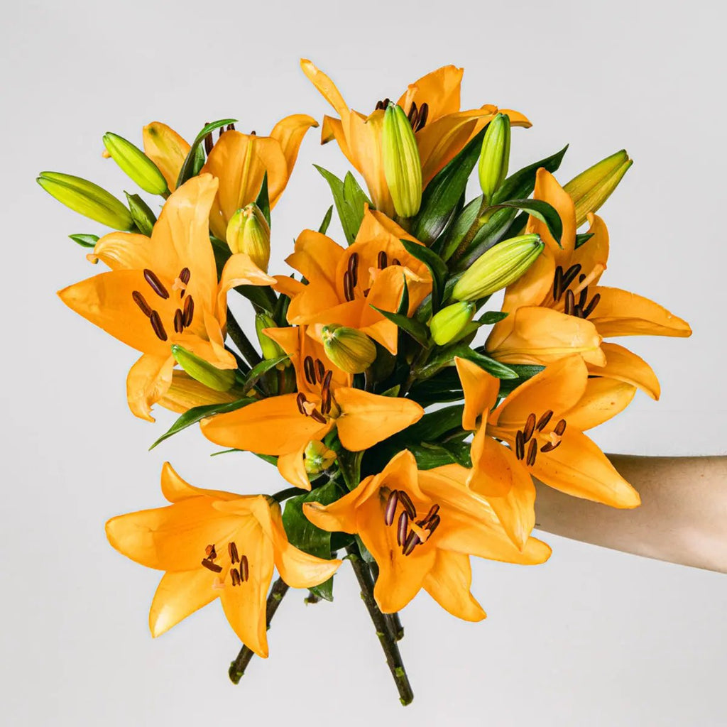 Life Goals Flora Queen Flora Queen